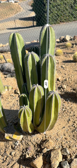 Mexican Fence Post clump measured at about 23 inches tall