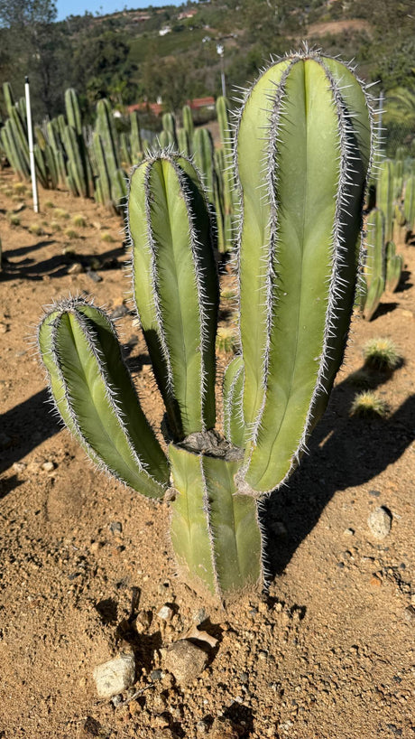 One of a kind branched Mexican Fence Post cactus Pachycereus marginatus about 29 inches tall with four arms on one trunk