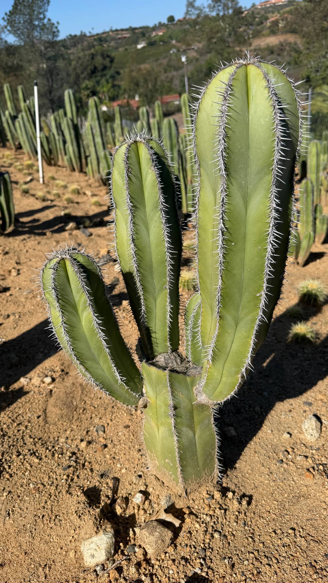 Side view of the Mexican Fence Post candelabra arms and white spines