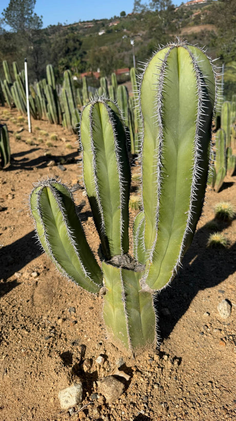 Side view of the Mexican Fence Post candelabra arms and white spines