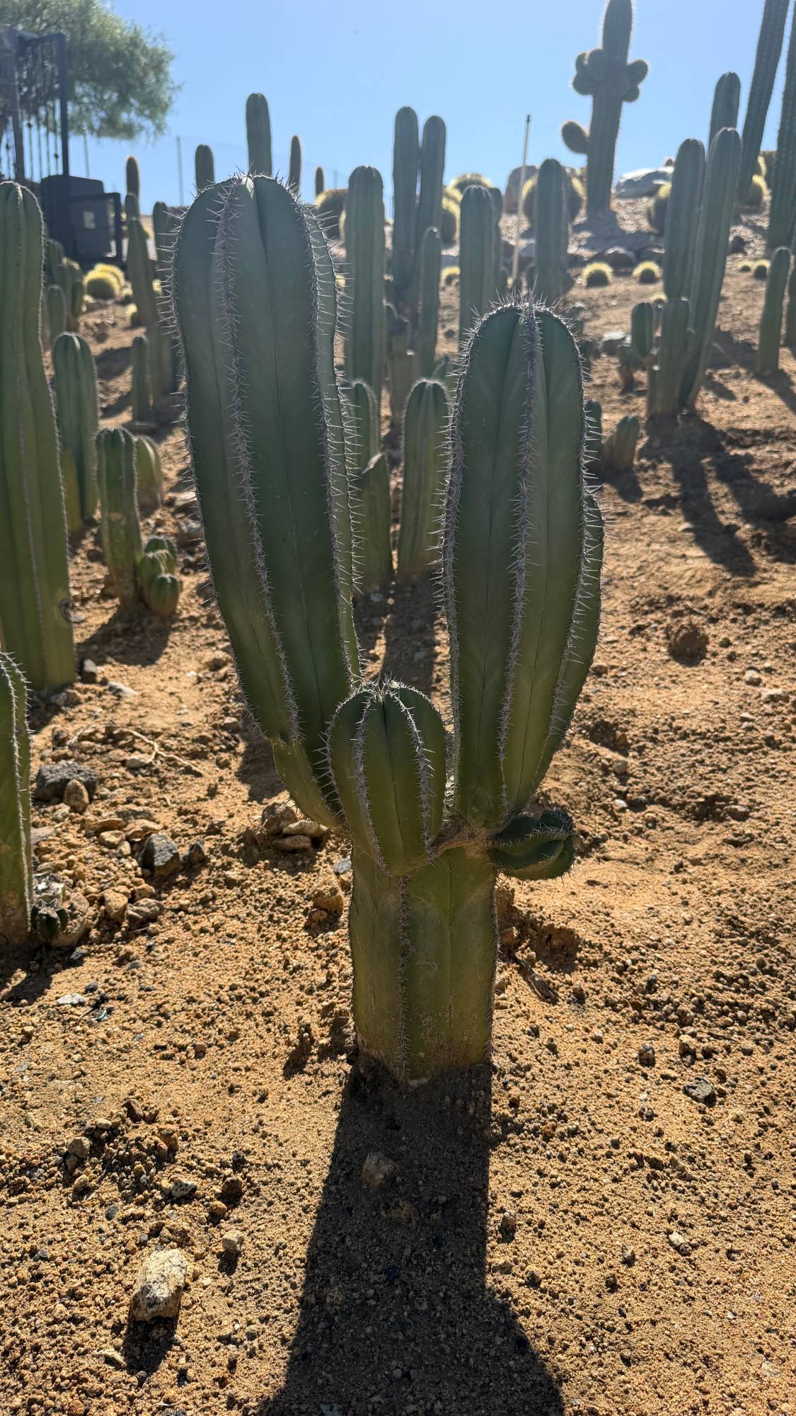 Back view of the Mexican Fence Post candelabra in the field
