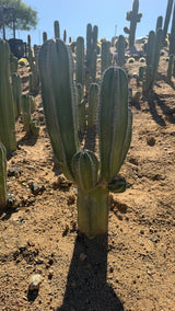 Back view of the Mexican Fence Post candelabra in the field