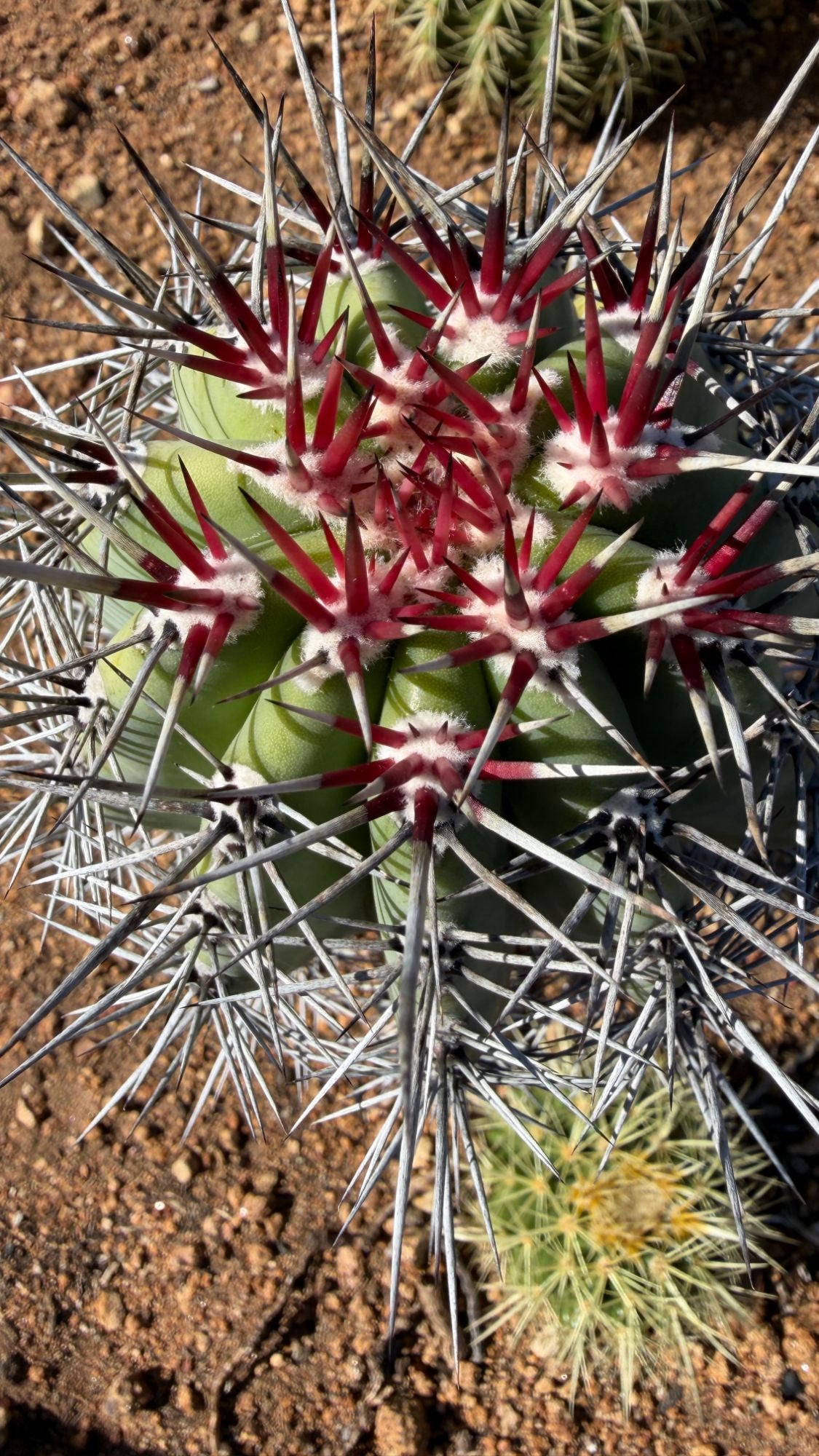 Top down view of the Cardon crown with deep red new spines over gray spines
