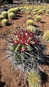 Red spined Cardon crown with Golden Barrel cactus rows behind