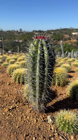 One of a kind Mexican Giant Cardon Pachycereus pringlei about 13.5 inches tall with a red spined crown in the field at Cactus Warehouse