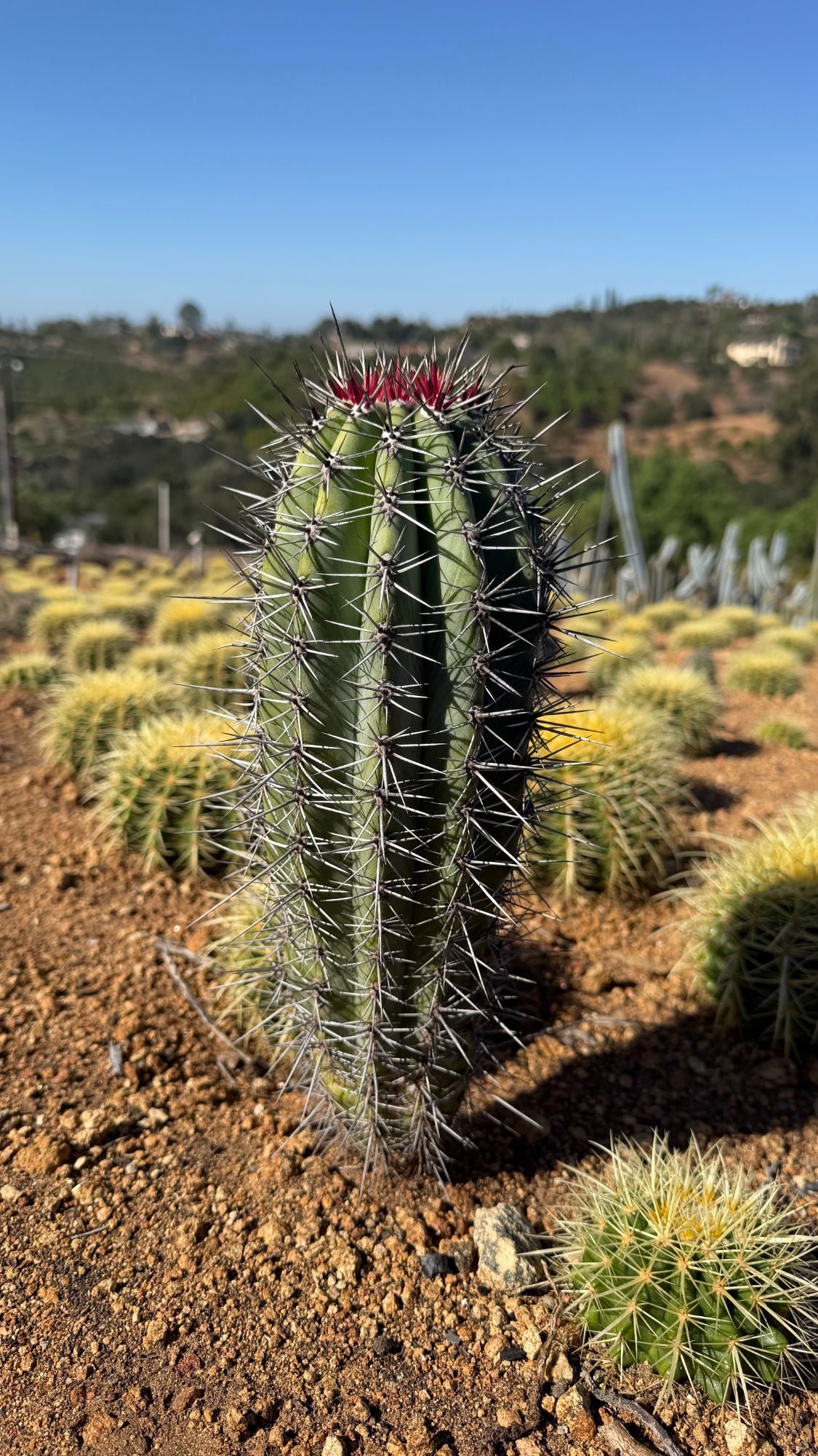 Side view of the red top Cardon ribs and spines