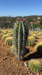 Side view of the red top Cardon ribs and spines