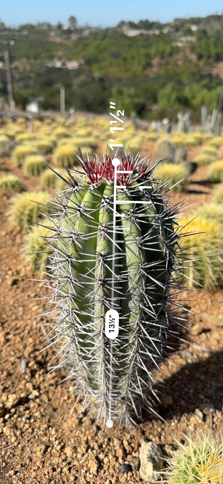 Red top Cardon measured at about 13.5 inches tall