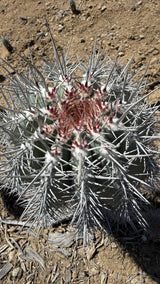 Cardon cactus crown with red new spines in white wool and silver gray older spines