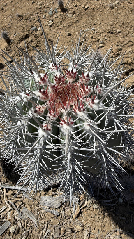 Cardon cactus crown with red new spines in white wool and silver gray older spines