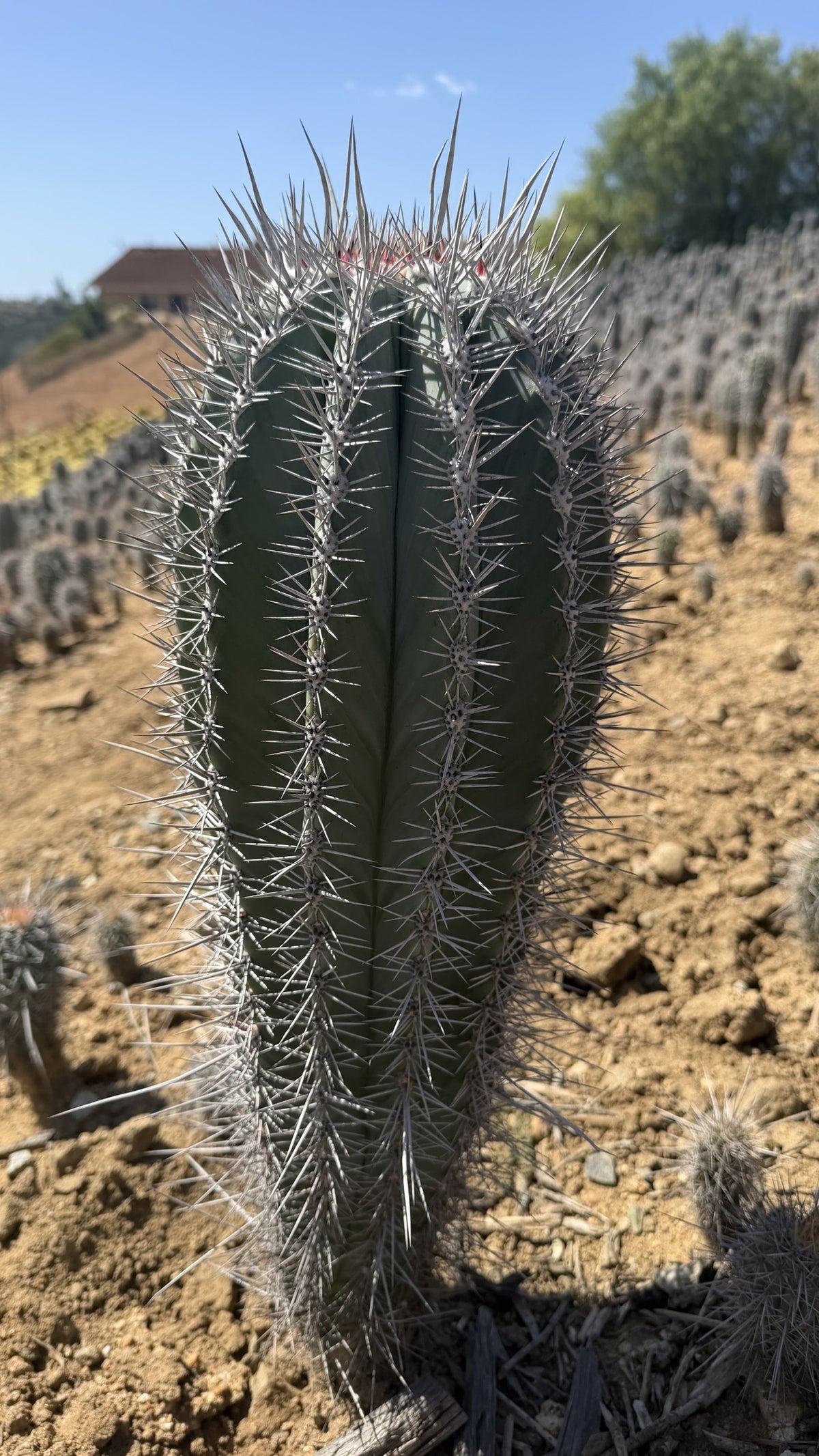 One of a kind Mexican Giant Cardon Pachycereus pringlei thick column 21.5 inches tall at Cactus Warehouse