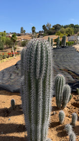 One of a kind Mexican Giant Cardon Pachycereus pringlei column about 50 inches tall in the field at Cactus Warehouse