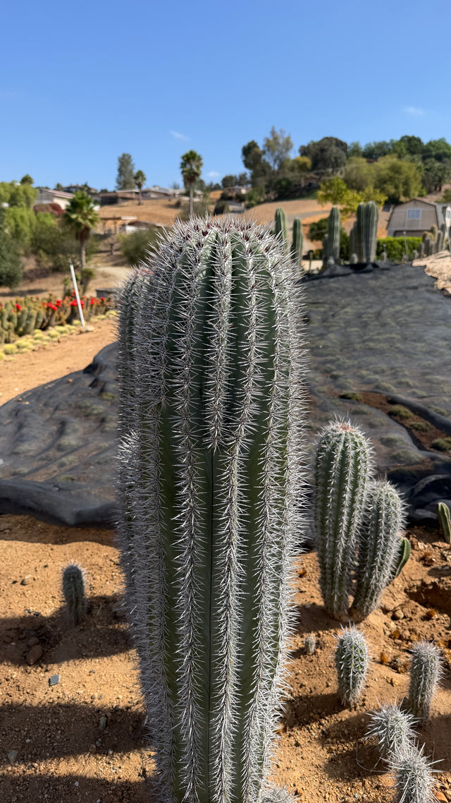 One of a kind Mexican Giant Cardon Pachycereus pringlei column about 50 inches tall in the field at Cactus Warehouse