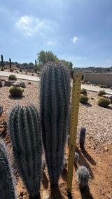 Mexican Giant Cardon column measured against a 48 inch yardstick, crown above the top of the stick