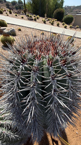 Crown of the Mexican Giant Cardon with red-brown new spines and white wool