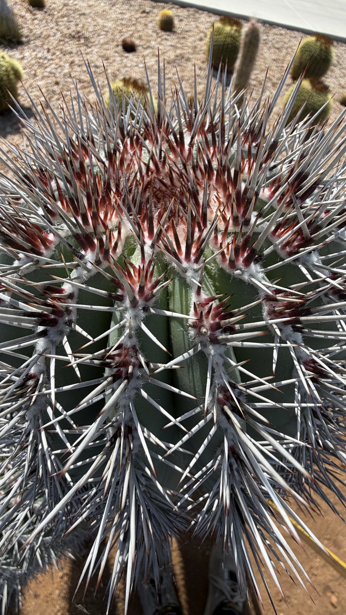 Close up of the dense white and red-tipped spines on the Cardon crown