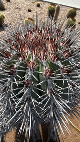 Close up of the dense white and red-tipped spines on the Cardon crown