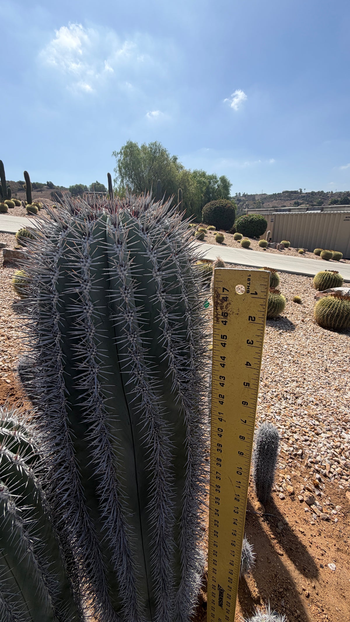 Upper half of the Cardon column about 9 inches across beside a yardstick