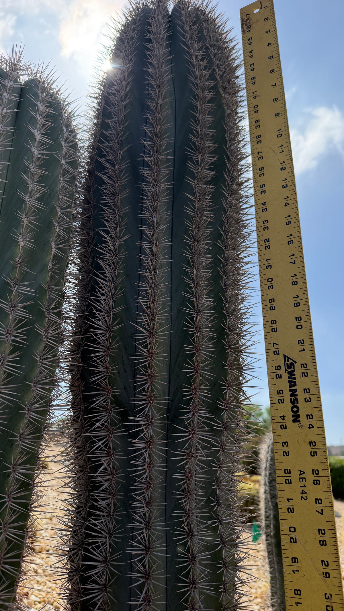 Cardon column ribs and spines from the side with the yardstick showing the top of the plant