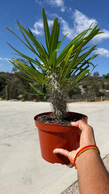 One of a kind Madagascar Palm Pachypodium lamerei about 14 inches tall held up against the sky at Cactus Warehouse