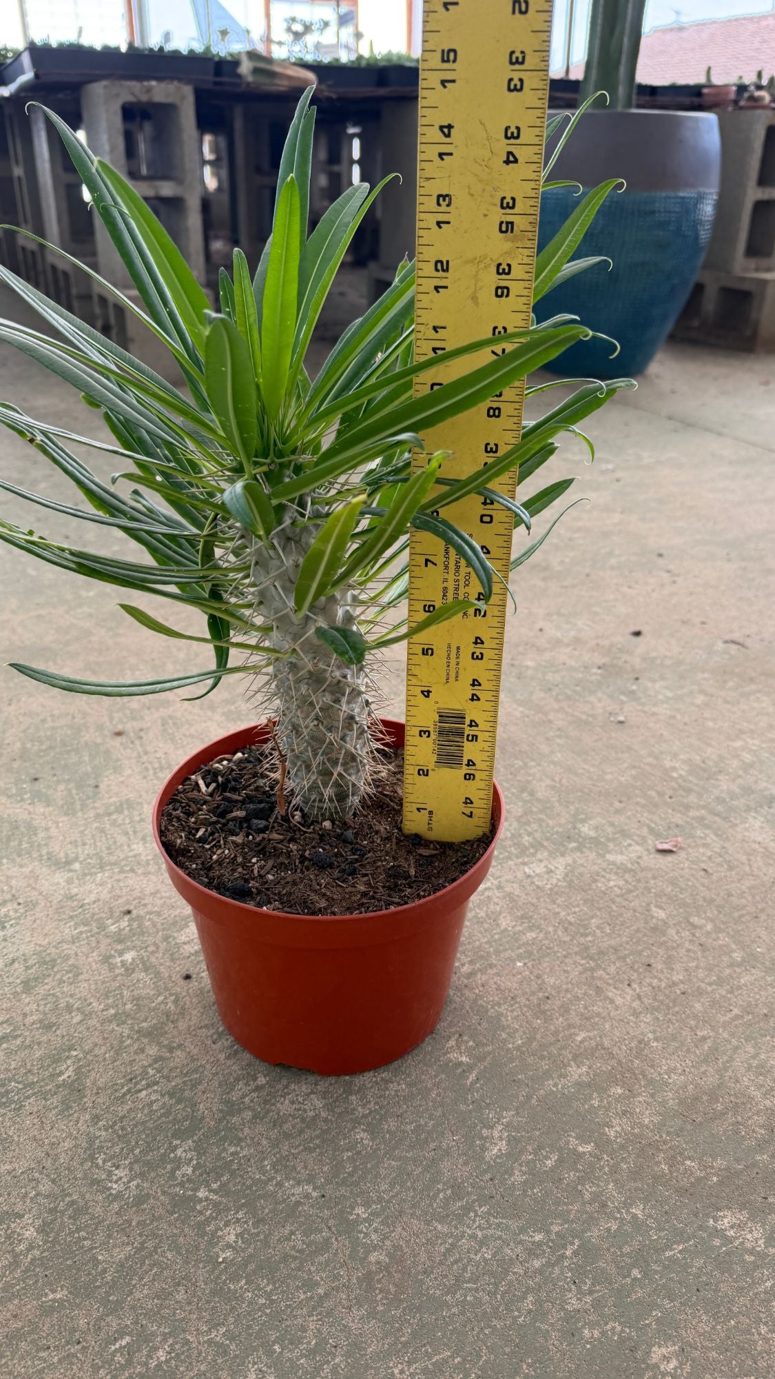 Madagascar Palm measured at about 14 inches tall in its 6 inch pot