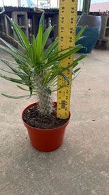 Madagascar Palm measured at about 14 inches tall in its 6 inch pot