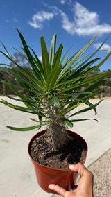 Madagascar Palm side view showing the silver spined trunk and full crown of green leaves