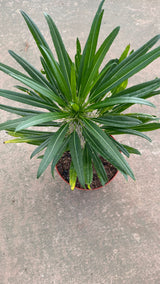 Top down view of the Madagascar Palm leaf crown