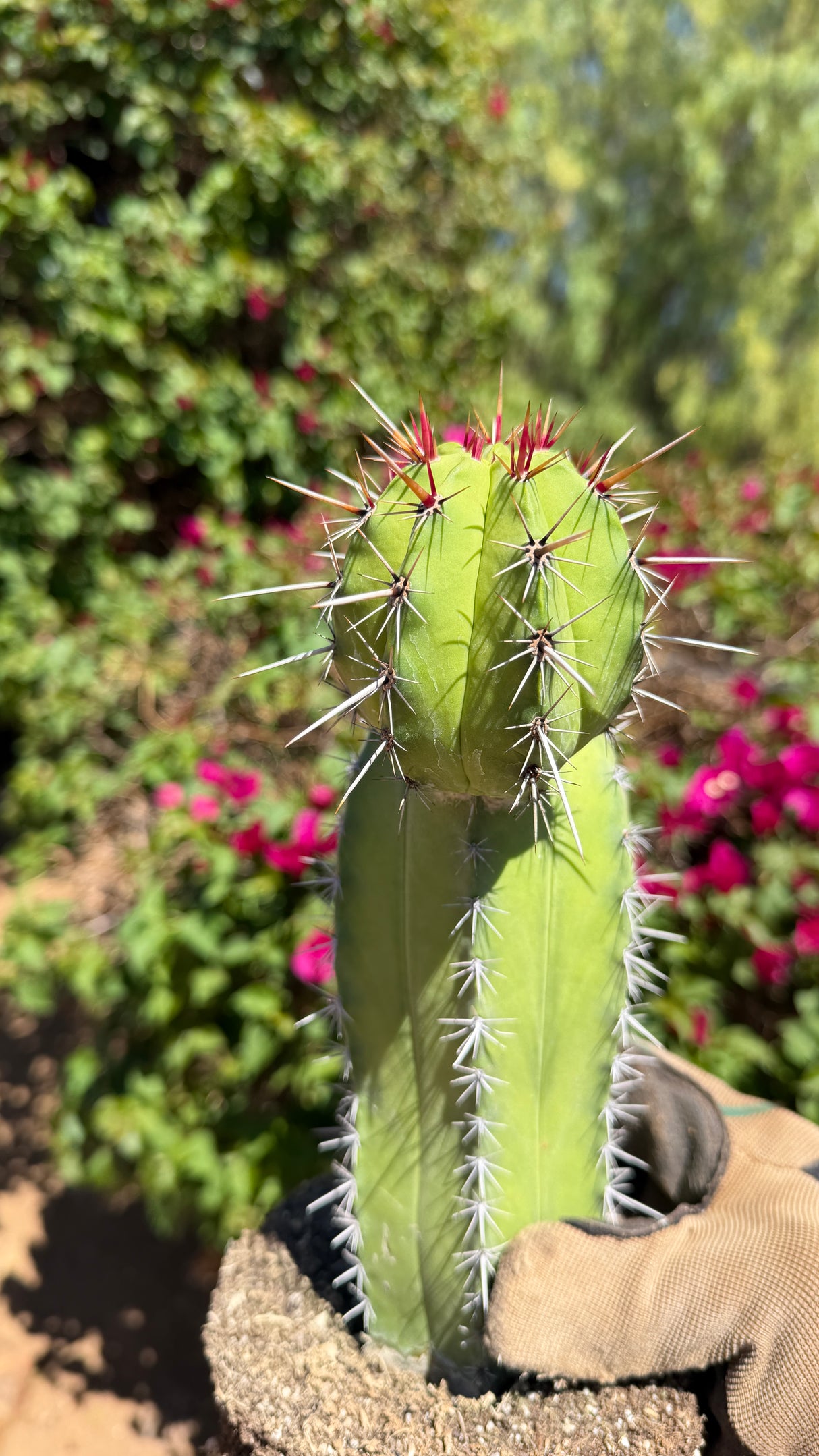 One of a kind Polaskia chichipe Chichipe Cactus with a pup at Cactus Warehouse