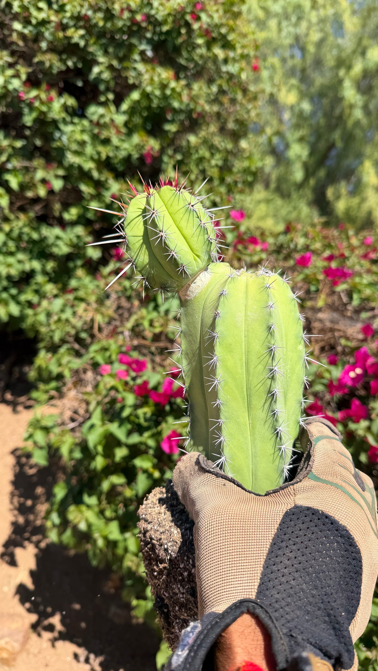Polaskia chichipe showing the new head growing from the base stem with red new spines