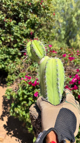 Polaskia chichipe showing the new head growing from the base stem with red new spines