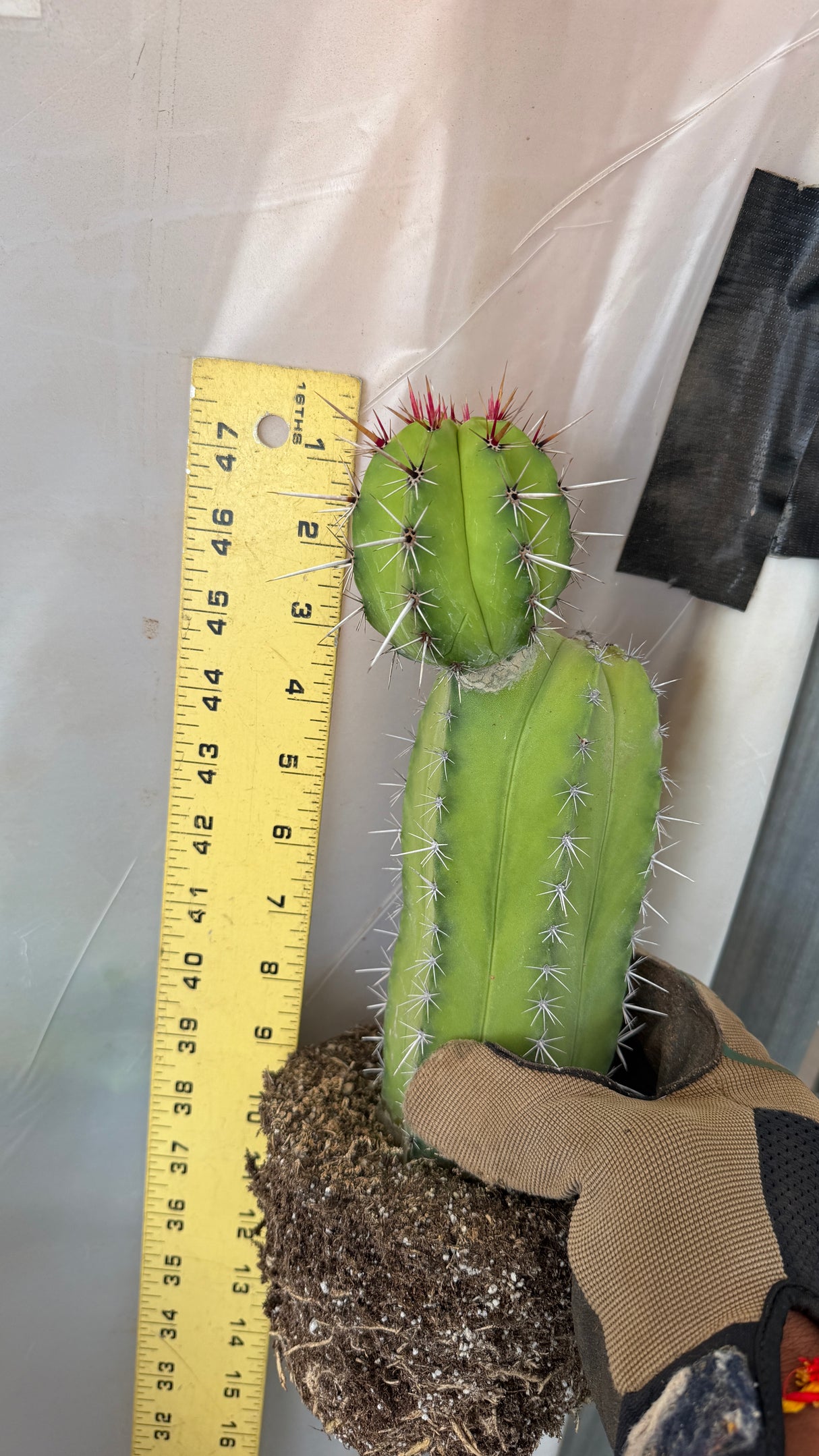Polaskia chichipe with pup measured at about 10 inches tall with a yardstick