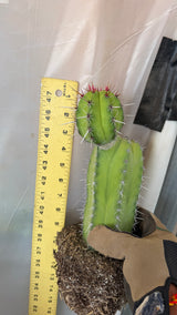 Polaskia chichipe with pup measured at about 10 inches tall with a yardstick