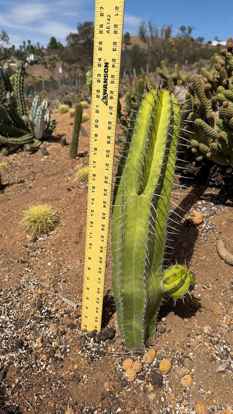 One of a kind Polaskia chichipe Chichipe cactus 22 inches tall with a basal pup, measured with a yardstick at Cactus Warehouse