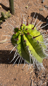 Polaskia chichipe crown with deep ribs, white radial spines and red new spines