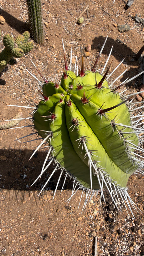 Polaskia chichipe crown with deep ribs, white radial spines and red new spines