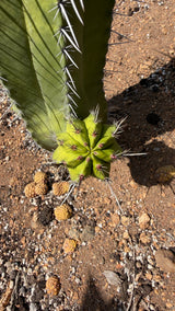 Polaskia chichipe base showing the 4 inch pup growing from the main column