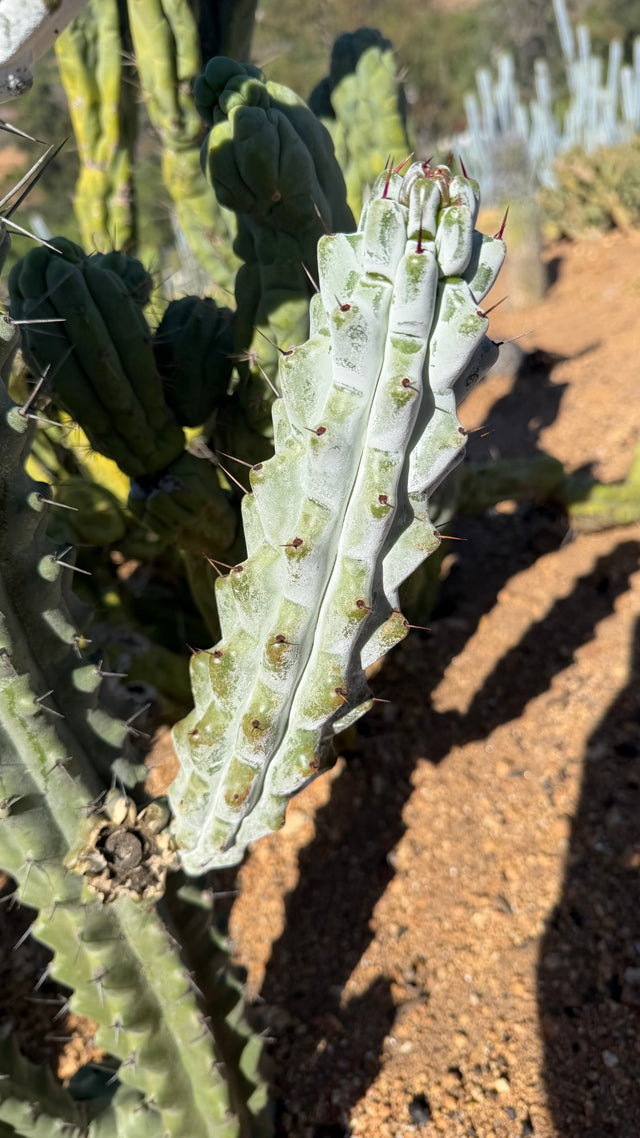 One of a kind Chalk Cactus cutting Stenocereus beneckei about 10.5 inches with chalk white skin and red tipped spines