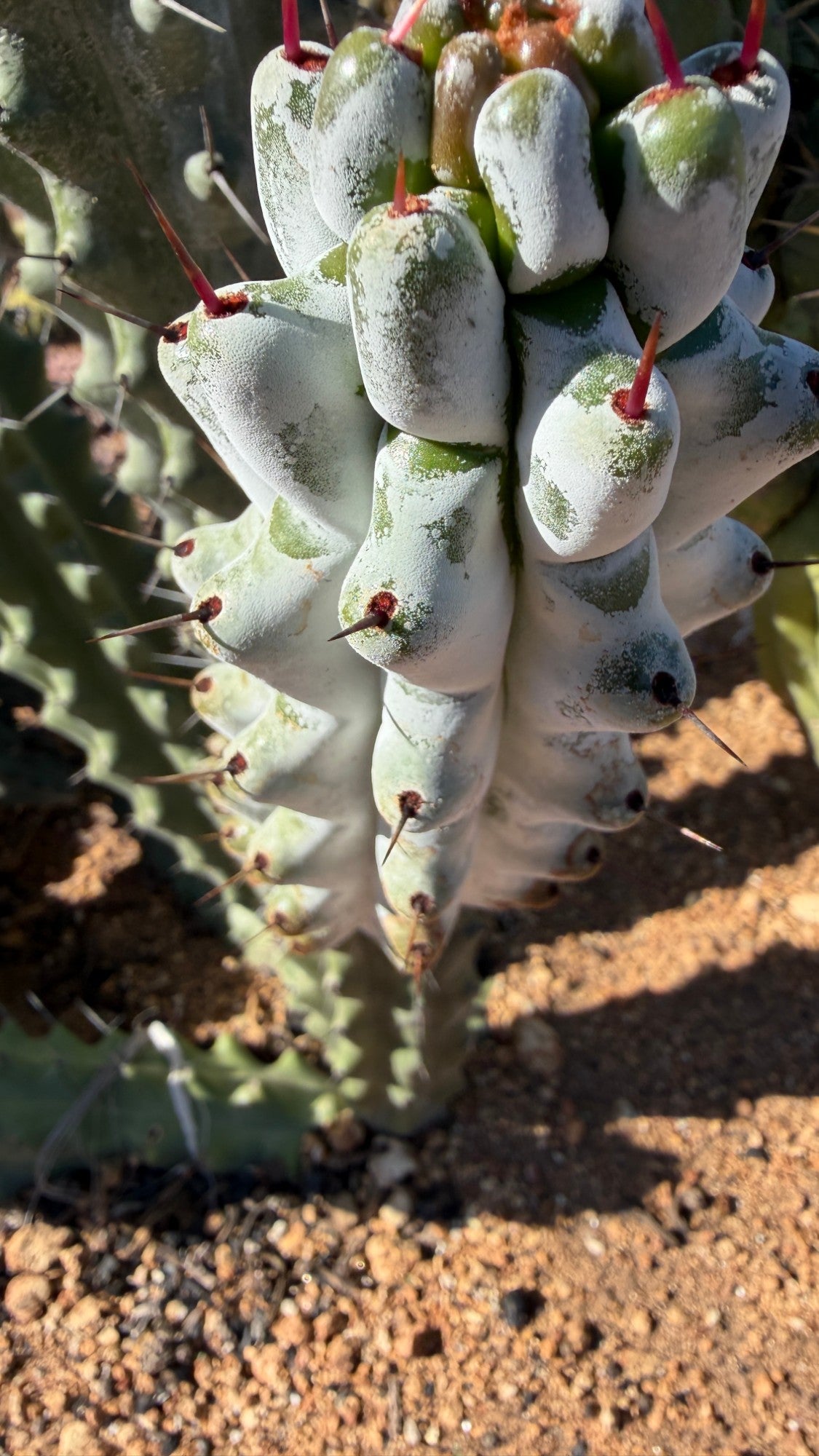 Close view of the chalk coated ribs and red tipped spines of Stenocereus beneckei