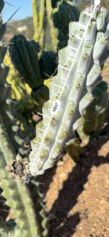 Chalk Cactus branch measured at about 10.5 inches