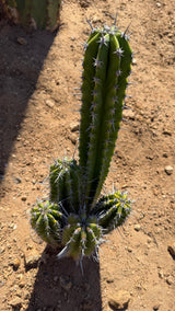 One of a kind Stenocereus griseus Pitayo de Mayo clump with five stems at Cactus Warehouse