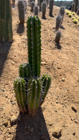 Stenocereus griseus clump with a 20 inch main stem and four basal offsets
