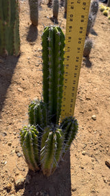 Stenocereus griseus clump measured at about 20 inches tall with a yardstick