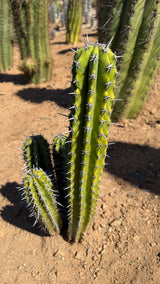 Stenocereus griseus stems with gray star-shaped spine clusters