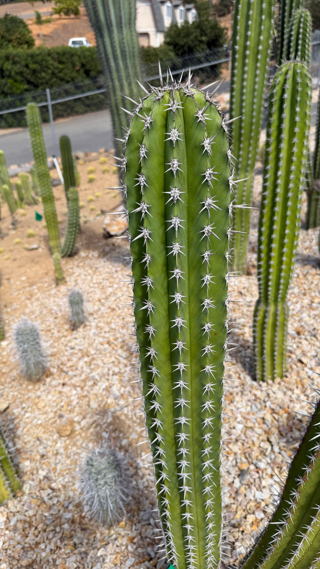 One of a kind Stenocereus griseus Pitayo de Mayo cactus cutting, a straight 36 inch column with silver star spines at Cactus Warehouse