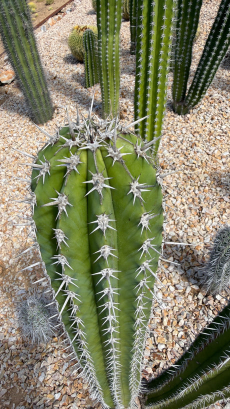 Stenocereus griseus crown from above showing rounded ribs and white star spine clusters