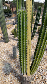 Stenocereus griseus cutting measured at about 36 inches tall with a yardstick