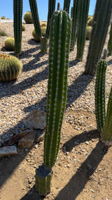 One of a kind 44 inch Stenocereus griseus Pitayo de Mayo column at Cactus Warehouse