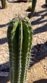 Top of a Stenocereus griseus column showing gray star spines and ten ribs