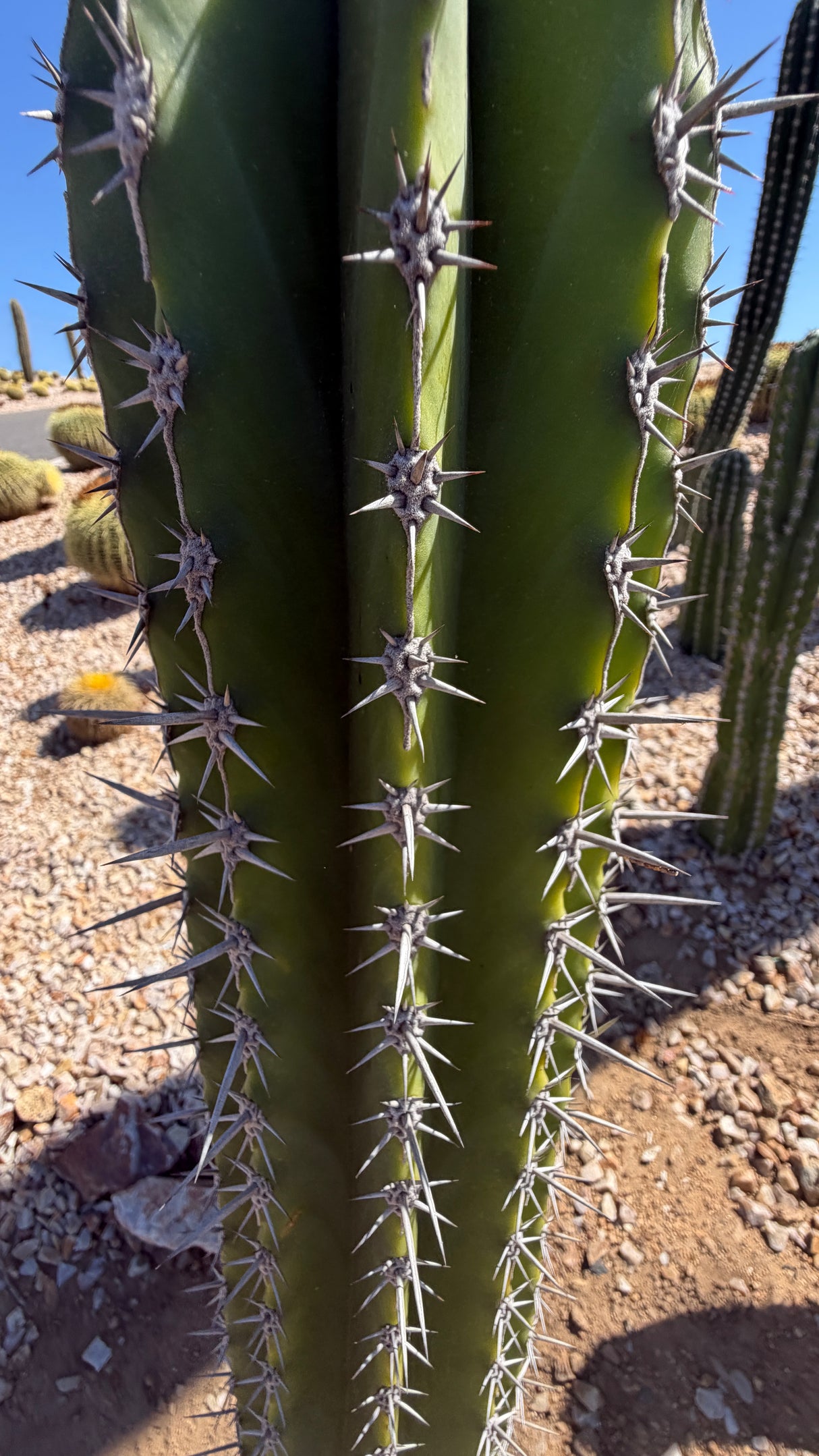 Stenocereus griseus column spine detail with gray radial and central spines